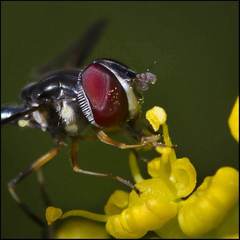 Pelecinobaccha costata