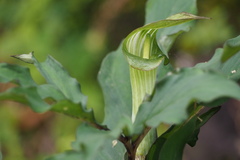 Arisaema serratum