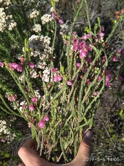 Erica axilliflora
