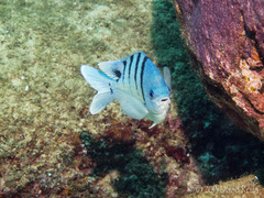 Abudefduf abdominalis