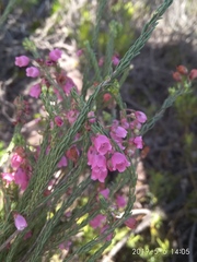 Erica axilliflora