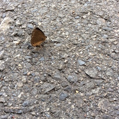 Jamides bochus formosanus