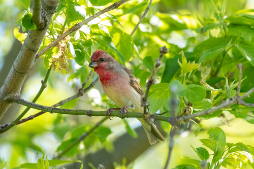 Camachuelo carminoso (Carpodacus erythrinus)