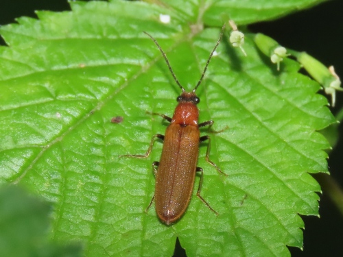 bordered click beetle, Haagse Hout, Den Haag, Nederland, photo 9 of 10