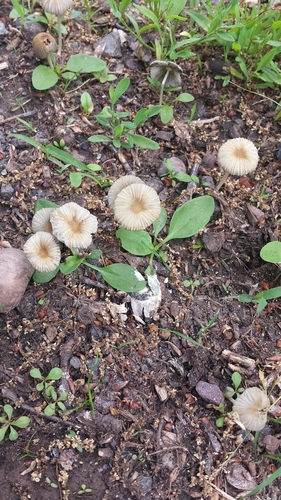 photo of Fungi Including Lichens (Fungi)