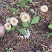 photo of Fungi Including Lichens (Fungi)