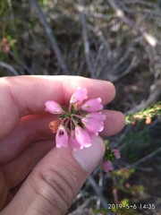 Erica axilliflora