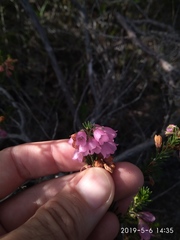 Erica axilliflora