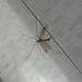 photo of Crane Flies (Tipulomorpha)