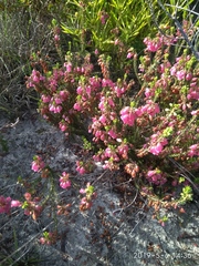 Erica axilliflora