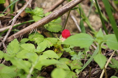 Potentilla hebiichigo