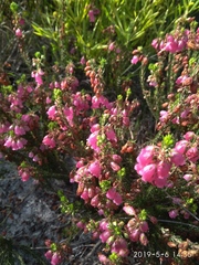 Erica axilliflora