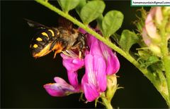 Anthidium septemspinosum