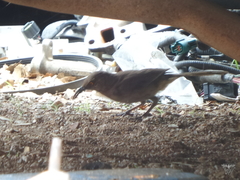 Toxostoma curvirostre