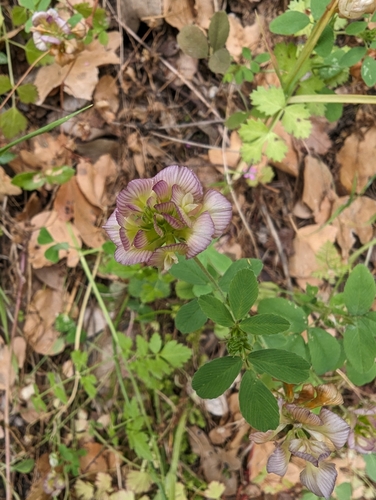 Image of Trifolium grandiflorum by no rights reserved