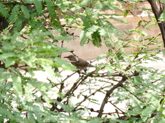 Toxostoma curvirostre