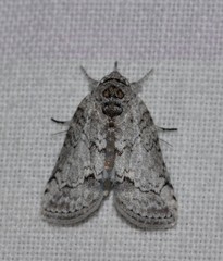 Nycteola polycyma