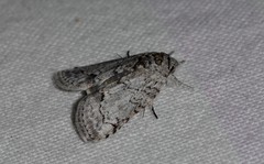 Nycteola polycyma