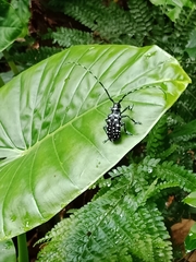 Anoplophora macularia