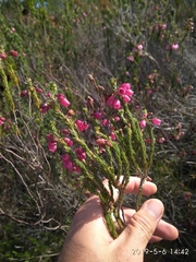 Erica axilliflora