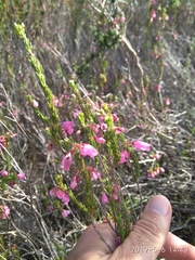 Erica axilliflora