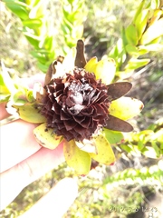 Leucadendron elimense elimense