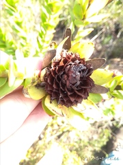 Leucadendron elimense elimense