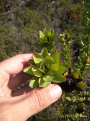 Leucadendron elimense elimense