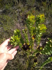 Leucadendron elimense elimense
