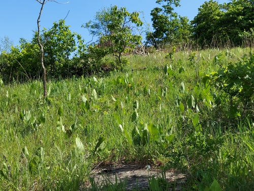 Image of Echinacea paradoxa by (c) florawhite, some rights reserved (CC BY)