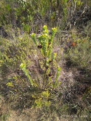 Leucadendron elimense elimense