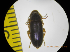 Hymenorus