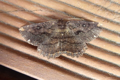 Gellonia pannularia