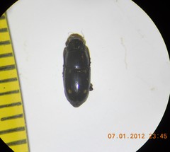 Glischrochilus siepmanni