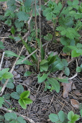 Centaurea jacea