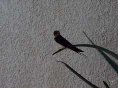 Hirundo rustica