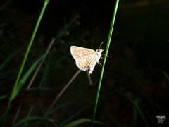 Piruna aea