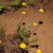 Roman Chamomile - Photo (c) Duarte Frade, some rights reserved (CC BY), uploaded by Duarte Frade