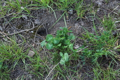 Trifolium pratense