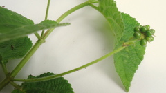 Lantana tiliaefolia