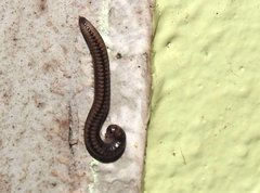 Anaulaciulus tonginus