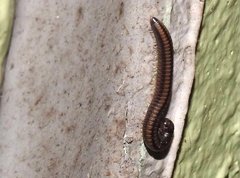 Anaulaciulus tonginus