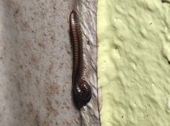 Anaulaciulus tonginus