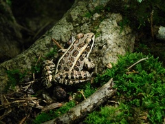 Pickerel Frog photo 5