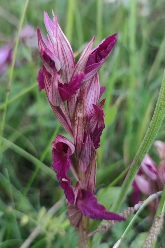 × Serapicamptis ligustica
