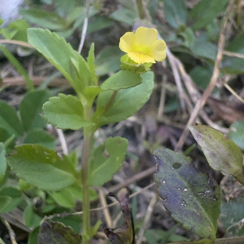 Mecardonia procumbens iNat (2)
