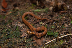 Formosa Slug Snake photo 1