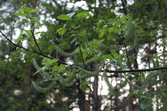 Salix caprea