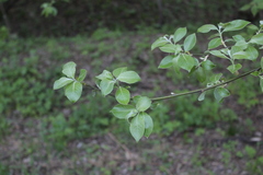 Salix caprea