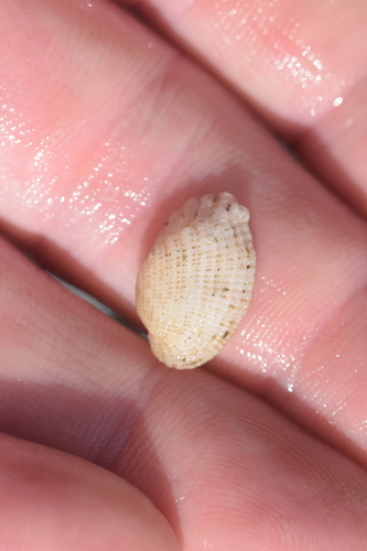Barbatia divaricata observed 2024-05-18